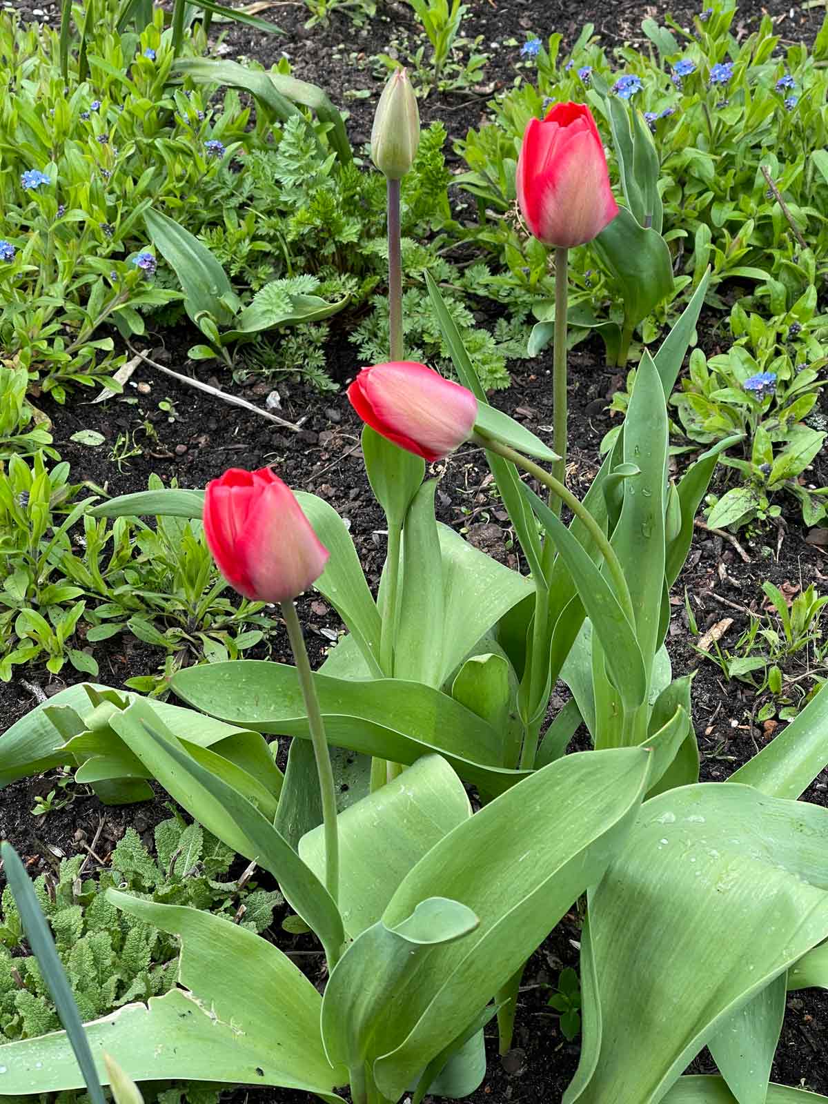 tulipany w moim ogrodzie