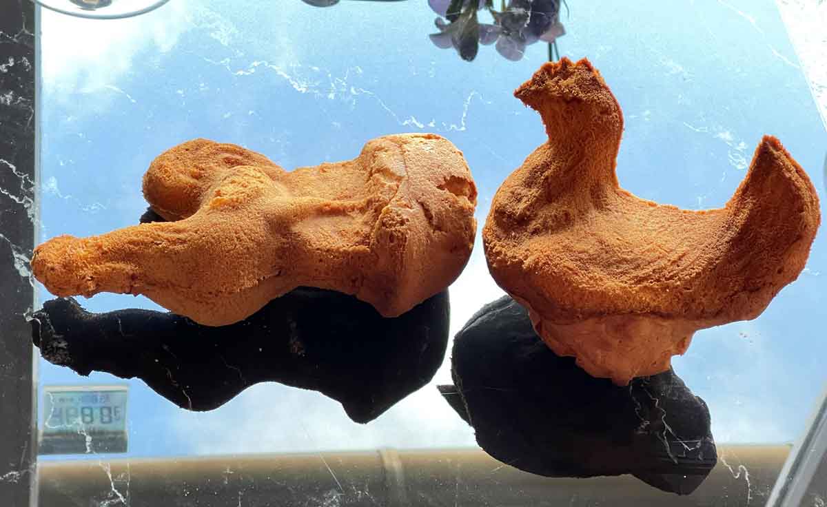 Ciasta - Kura - Kogut