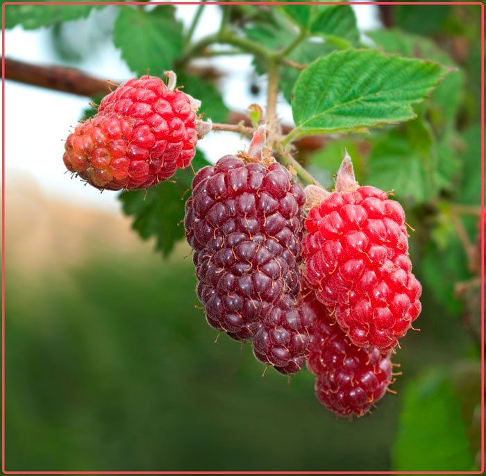 Sernik z Taj Himbeeren